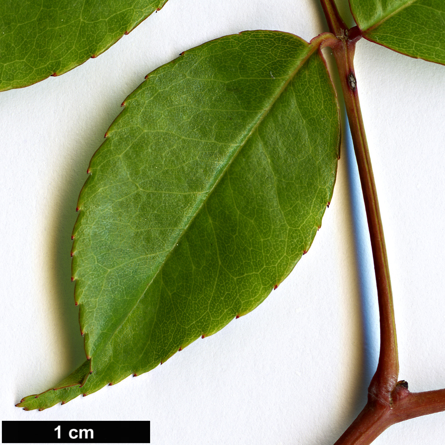 High resolution image: Family: Rosaceae - Genus: Rosa - Taxon: cymosa - SpeciesSub: 'Rebecca Rushforth'